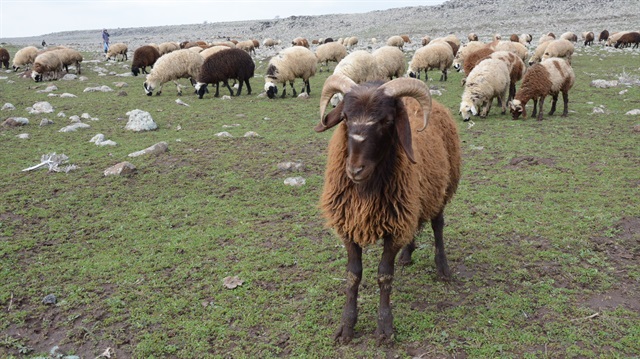 300 koyun projesinde koyunların dağıtımına nisan ayında başlanması planlanıyor. 
