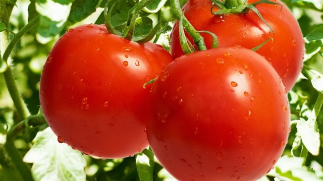 Bölgeden yılın ilk iki ayında 7 bin 191 ton domates ihraç edildi.