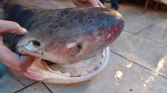 3 metre uzunluğuna, 300 kilogramlık köpek balığını güçlükle balık pazarına taşıdı.