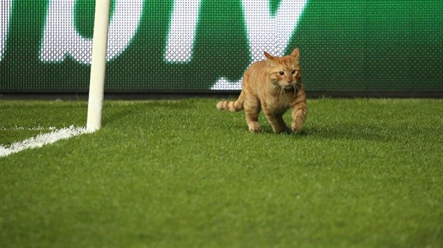 Maça damga vuran fanatik Beşiktaşlı kedi