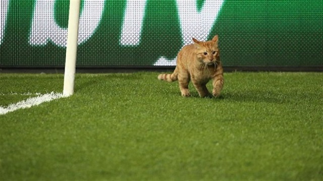 Cat voted ‘Man of the Match’