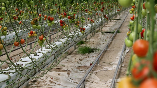Hindistan cevizi kabuğunda üretilen domatese yoğun talep.
