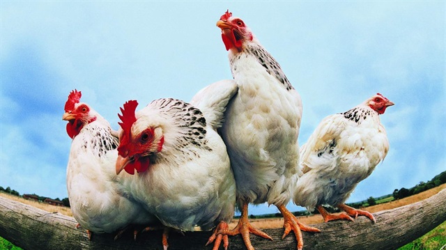 Türkiye'den ilk defa Japonya'ya tavuk ihraç edildi