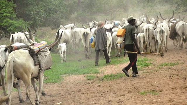 Göçebe Fulaniler ile tarımla uğraşan Mambilla kabileleri arasında sıklıkla çatışma yaşanıyor.