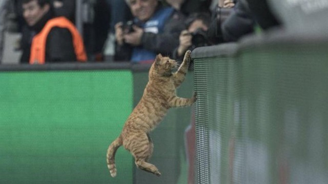 Beşiktaş-Bayern Münih maçında sahaya giren kedi maçın bir süre durmasına sebep olmuştu.