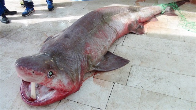 Mersin'de 400 kiloluk köpek balığı yakalandı. 

