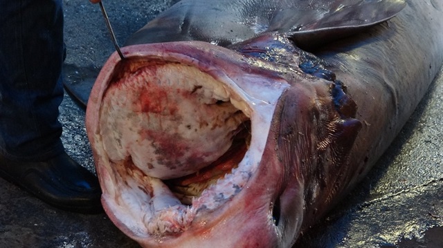 Yakalanan dev balık 4 metre uzunluğunda ve yaklaşık 400 kilogram ağırlığında...