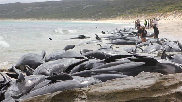 Avustralya’da 150 balina karaya vurdu.

