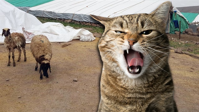 Koyunlar kediyi kurt zannetti, korkudan bir birlerini ezdi.