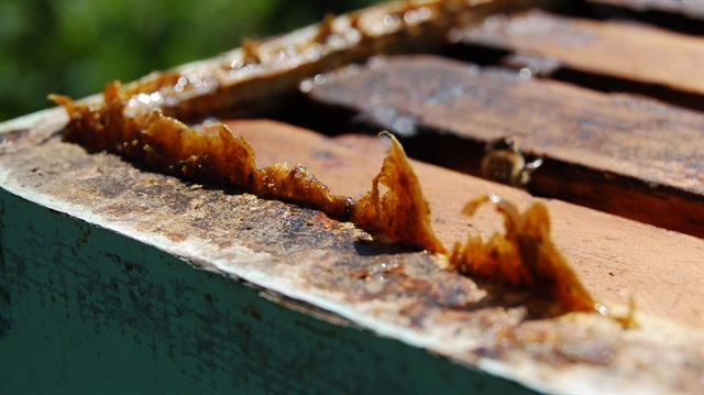 Sakızın bir diğer özelliği ise propolisin doğal aroması sayesinde herhangi bir yapay aroma maddesi de içermemesi