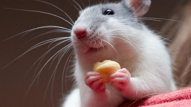 İngiltere, izinsiz üretilen 180.000 fareyi konuşuyor!