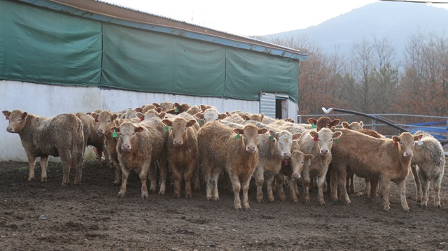 Bakan Fakıbaba et fiyatlarının neden yüksek olduğunu açıkladı