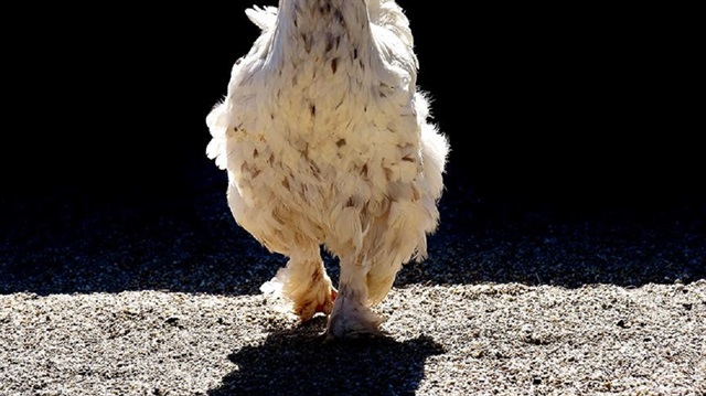 1945'te ABD'de bir tavuk, başı kesik halde 18 ay hayatta kalarak tarihe geçmişti.