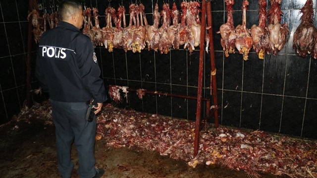 Polisin düzenlediği operasyonda yarım ton kaçak tavuk ele geçirildi. 