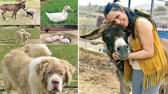 Sibel Çağlar, İzmir'de Türkiye’nin ‘kurtarılmış çiftlik hayvanları’ barınağını kurdu. 
