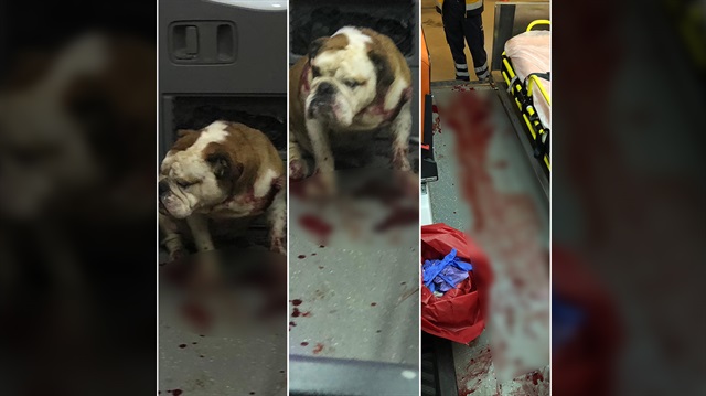 112 Sağlık ekiplerine saldıran Bulldog cinsi köpek, iddiaya göre polis kurşununa rağmen doktora saldırmaya devam etti.