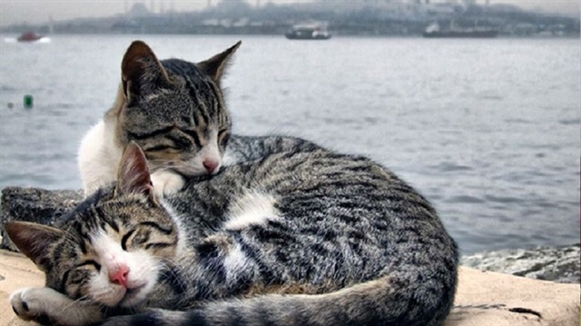 القطط في رعاية خاصة من سكان إسطنبول وسيّاحها