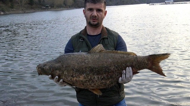Germeçtepe Barajı'ndaki toplu balık ölümleri korkuttu. 