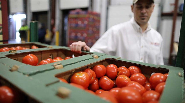 Rusya’ya domates ihracatı 