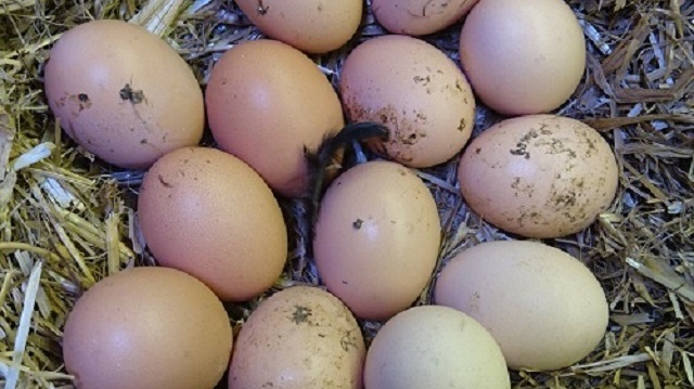 'Köy yumurtası hilesi'ni bitirecek uygulama pazartesi başlıyor