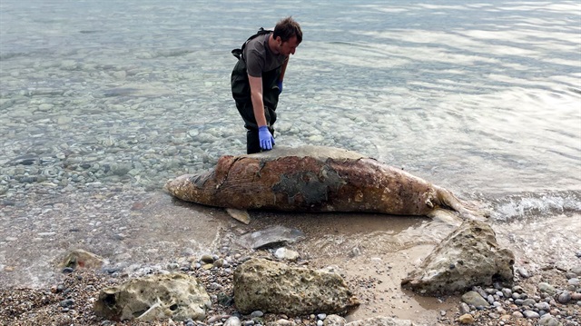 Kıyıya vuran fok balığının ağırlığının 250 kilo ağırlığında olduğu tespit edildi. 