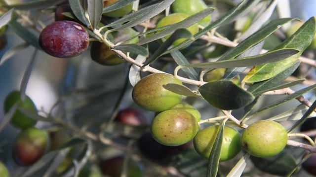 Zeytin üretiminde yüzde 14 artış yaşandı.