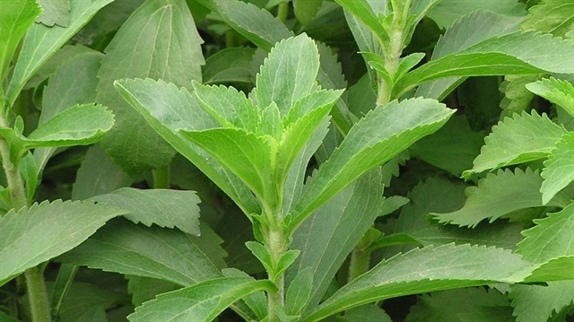 Stevia, senede 2 hasat veren ve yaklaşık fiyat bakımından 20 - 25 TL’ye geri alım geri alım garantisi olan bir ürün.