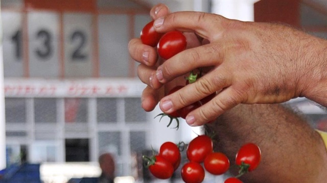 Rusya'ya domates ihracatı