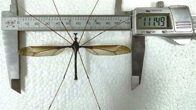 Dünyada ilk Japonya’da bulunan ve 1876’da İngiliz böcekbilimci John Obadiah Westwood tarafından adı konan Holorusia Mikado sivrisinek türünün kanat uzunluğu ortalama 8 santimetreyi buluyor.