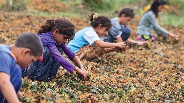 Bakan Sarıeroğlu, "Diğer alanlarda çocuk işçiliğinin yüzde 2'nin altına düşürülmesi hedefleniyor. Gerekli teknik ve yasal önlemler alınarak tarım sektöründe aile işleri dışında, ücret karşılığı gezici ve geçici tarım işlerinde çalışan çocuk işçiliği tamamıyla ortadan kaldırılacak" diye konuştu.