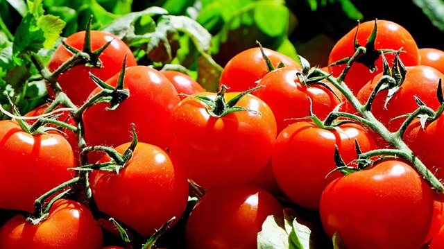 Rusya'ya domates ihracatında gelişme