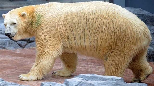 ​

حديقة حيوان سنغافورة تنهي حياة آخر دب قطبي لديها “لأسباب إنسانية”
