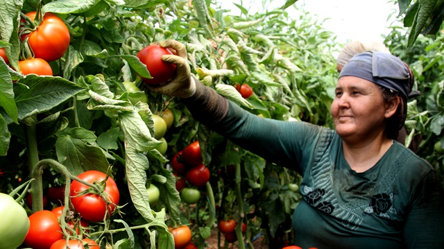 Rusya'nın kararı domates üreticisinin yüzünü güldürdü