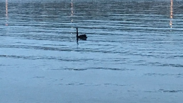 Ege Denizi'nde siyah kuğu görüntülendi. 