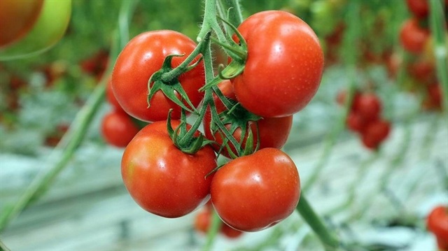 Rusya'ya domates ihracatında yeni dönem başladı.
