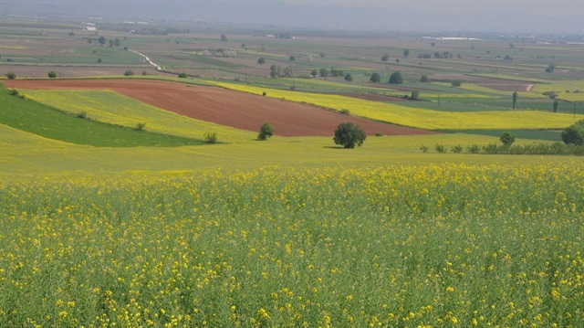 Kanola dönümünde 200-400 kilo arasında verim veriyor. Kilosu 1,7-1,8 TL civarında tutuyor. 