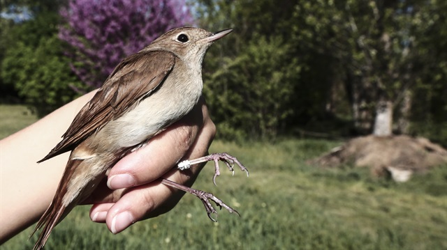 With its 24 grams of weight and 8 years of life span, nightingale has been migrating from Central Africa for 7 years