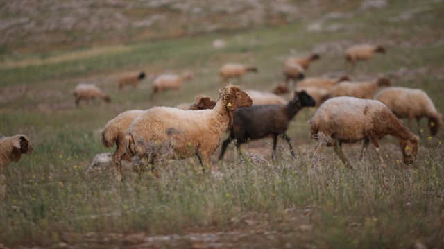 Aşırı yağış sonucu çok sayıda koyun telef oldu.