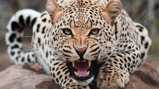 Yetkililer leoparın bundan sonra insan eti yemeye devam edebileceğini söyledi.