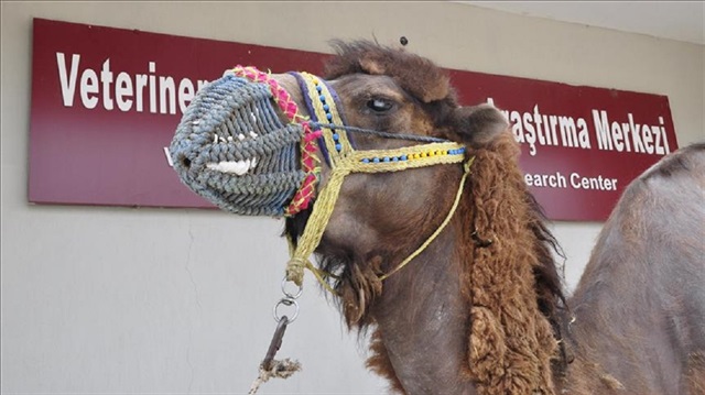 Dünyada ilk defa bir deveye katarakt ameliyatı yapıldı. Ameliyat yaklaşık 2 saat sürdü.