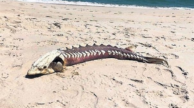2 metre uzunluğundaki balık, ABD'nin New Jerseyeyaletinde görüldü.