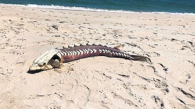 2 metre uzunluğundaki balık, ABD'nin New Jersey eyaletinde görüldü.
