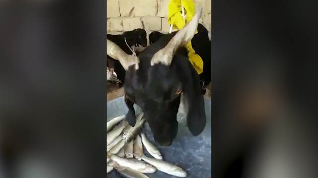 İştahla balık yiyen keçi sosyal medyayı salladı