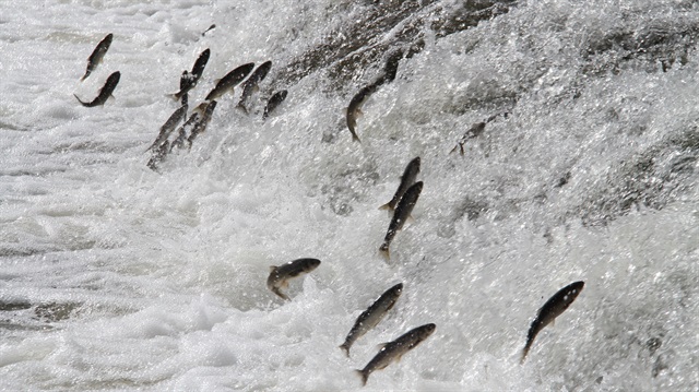 بالصور.. أسماك البوري في تركيا تتحدّى المياه تلبية لغرائزها