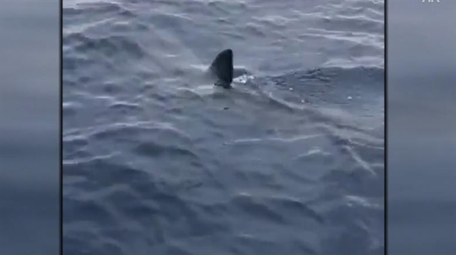 Shark spotted in waters of Turkey's Marmaris | Animals