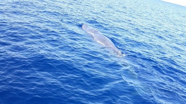 Fethiye’de balina görüldü.  