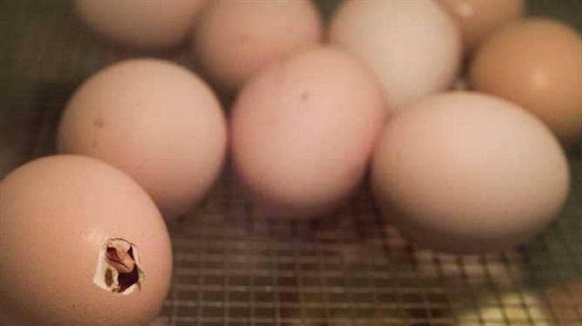 تناول بيضة يوميا يحميك من أمراض خطيرة
