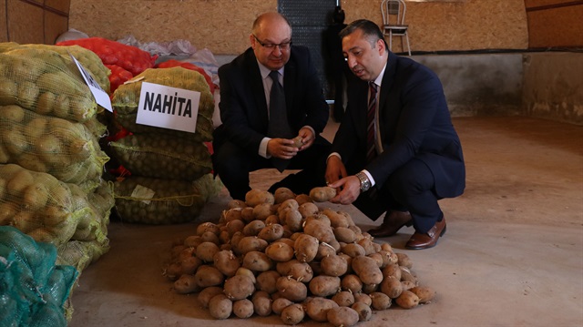 Yerli patates "Nahita" 