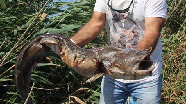 Büyük Menderes Nehri'ndeki balık ölümleri korkutuyor.