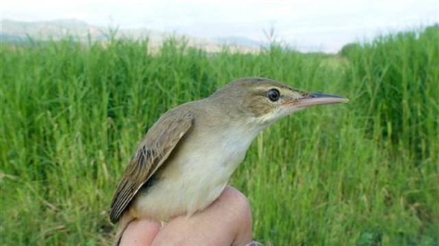 Basra kamışçını kuşu,  486. kuş olarak kayıtlara geçti.